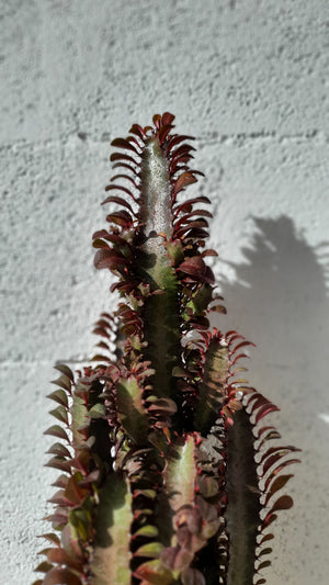 Open image in slideshow, Euphorbia Trigona
