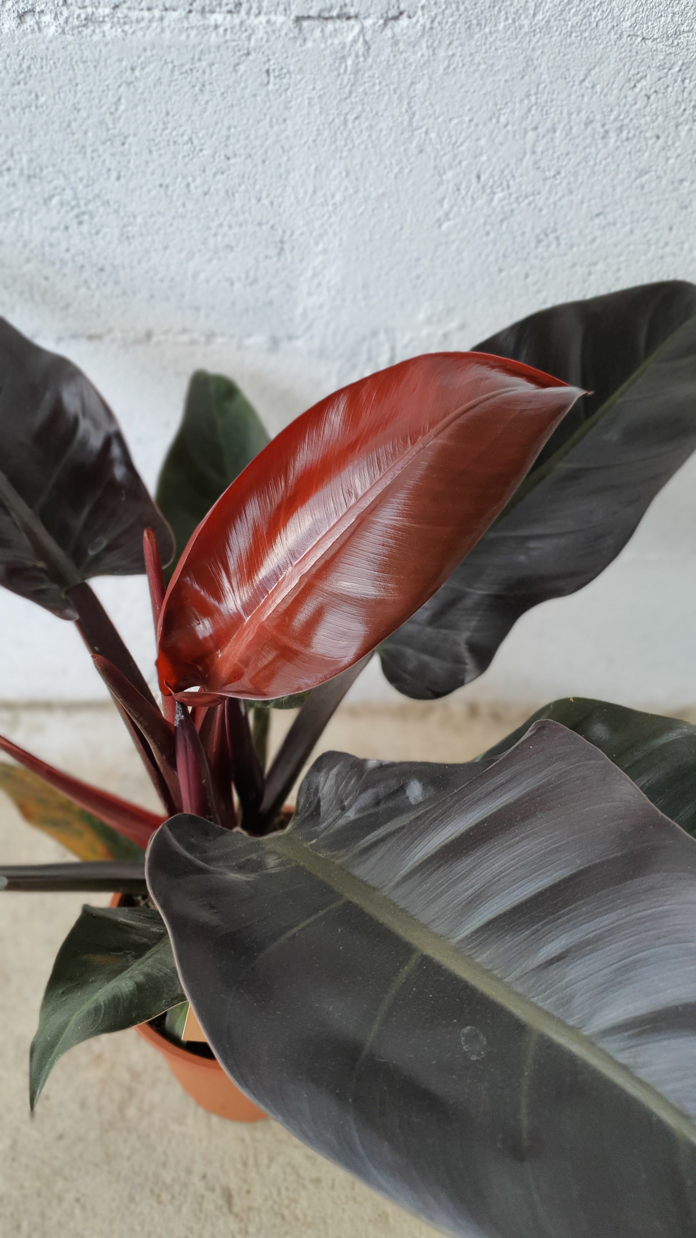 philodendron imperial red cuidados Philodendron Imperial – estupha