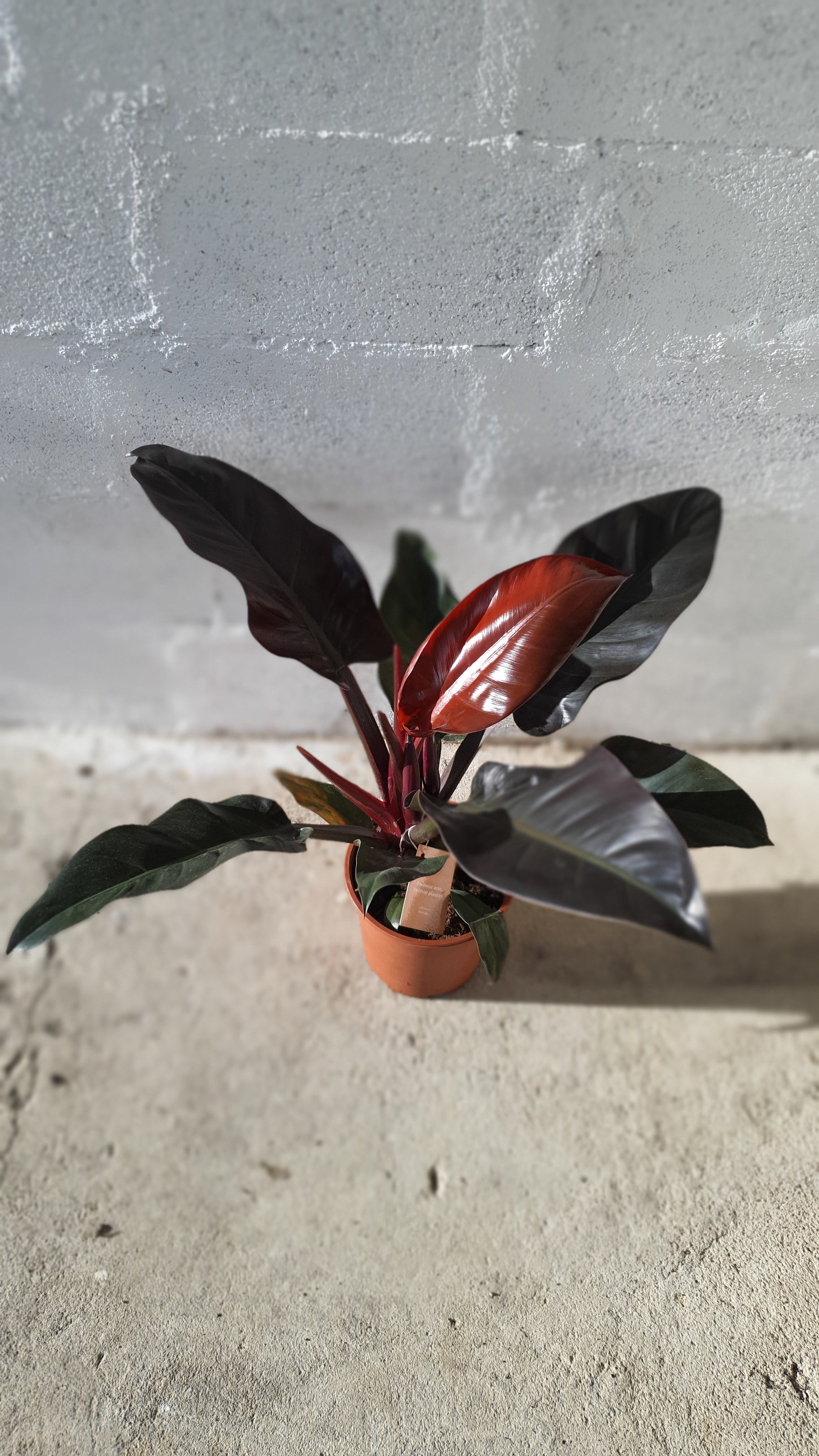 Philodendron Imperial