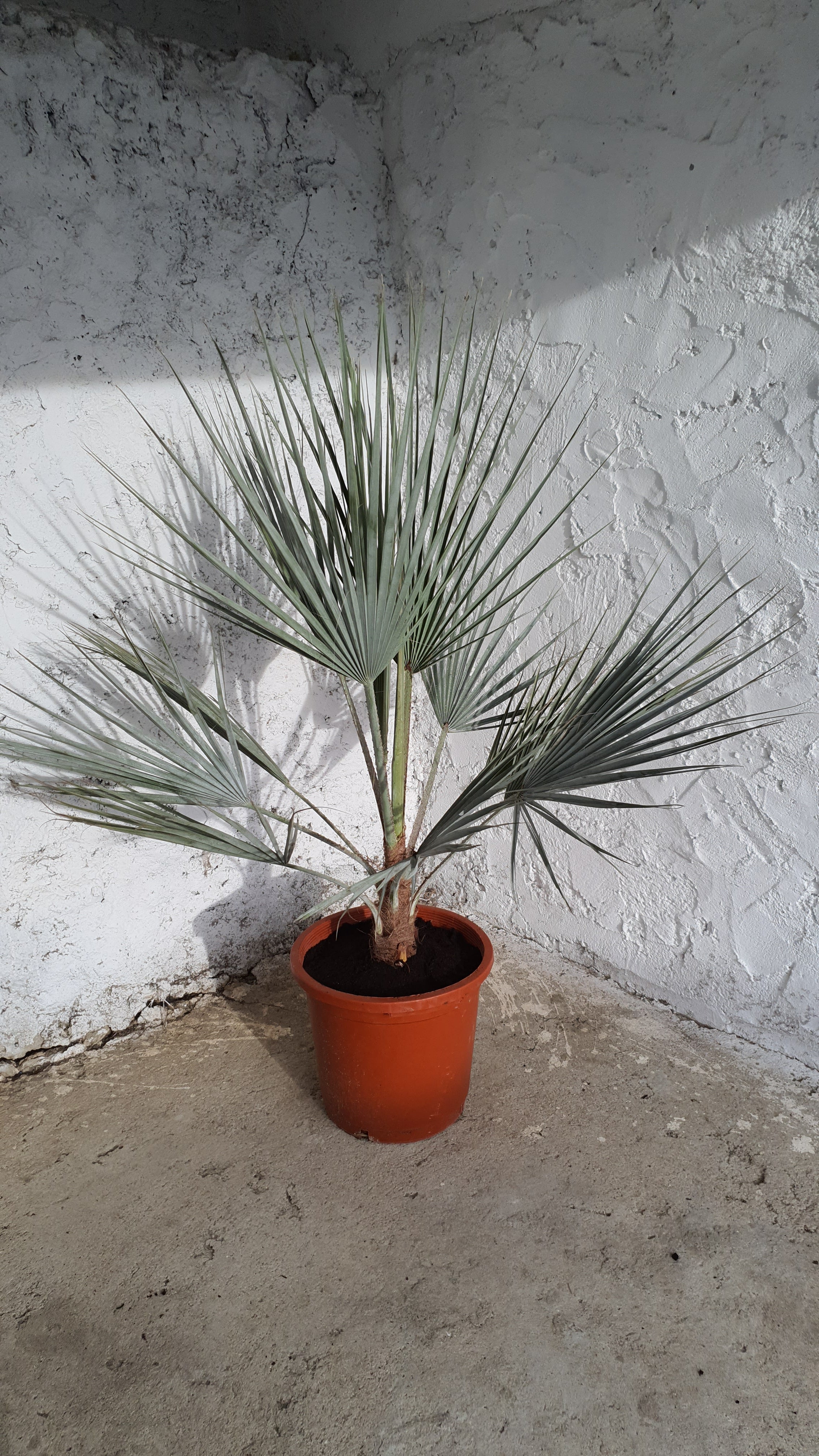 Palmeira mexicana azul / Brahea armata
