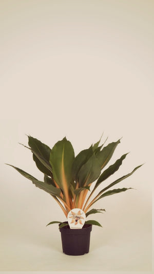 Chlorophytum orchidastrum / LUMINA