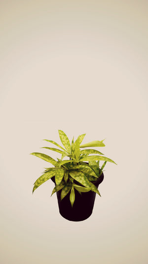 Open image in slideshow, Dracaena surculosa / DRACENA-BAMBÚ

