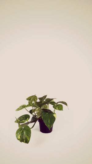 Open image in slideshow, Epipremnum Aureum / JIBÓIA
