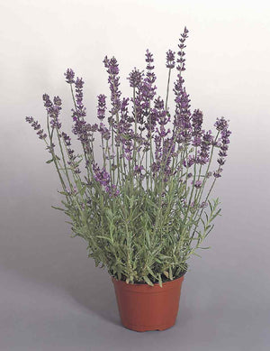 Open image in slideshow, LAVANDULA ANGUSTIFOLIA MUNSTEAD

