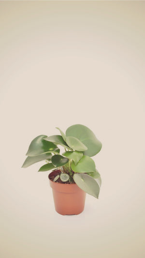 Open image in slideshow, Peperomia Raindrop / PLANTA-MOEDA
